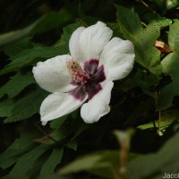 Hibiscus platanifolius (Willd.) Sweet